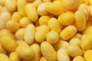 le filandere il baco da seta